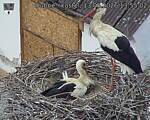 Capi_Dubne_20260513_135502.jpg