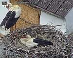 Capi_Dubne_20260513_141003.jpg
