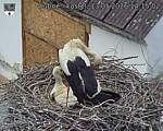 Capi_Dubne_20260513_141502.jpg