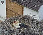 Capi_Dubne_20260513_142002.jpg
