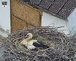 Capi_Dubne_20260513_142502.jpg