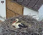 Capi_Dubne_20260513_143003.jpg