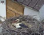 Capi_Dubne_20260513_144502.jpg