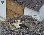 Capi_Dubne_20260513_145004.jpg