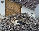 Capi_Dubne_20260513_150502.jpg