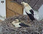 Capi_Dubne_20260513_151503.jpg