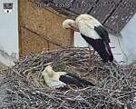 Capi_Dubne_20260513_152502.jpg