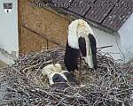 Capi_Dubne_20260513_154003.jpg