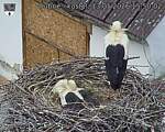 Capi_Dubne_20260513_155002.jpg