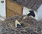 Capi_Dubne_20260513_155502.jpg