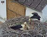 Capi_Dubne_20260513_160004.jpg