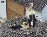 Capi_Dubne_20260513_160503.jpg