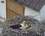 Capi_Dubne_20260513_162003.jpg