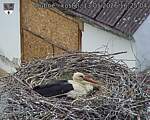 Capi_Dubne_20260513_162504.jpg