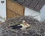 Capi_Dubne_20260513_163002.jpg
