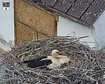 Capi_Dubne_20260513_163503.jpg
