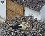 Capi_Dubne_20260513_164003.jpg
