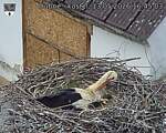Capi_Dubne_20260513_164503.jpg