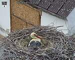 Capi_Dubne_20260513_165004.jpg