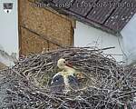 Capi_Dubne_20260513_170003.jpg