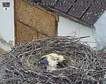 Capi_Dubne_20260513_170503.jpg