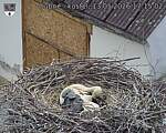 Capi_Dubne_20260513_171502.jpg