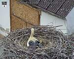 Capi_Dubne_20260513_172003.jpg