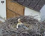 Capi_Dubne_20260513_172502.jpg