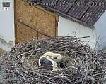 Capi_Dubne_20260513_173003.jpg
