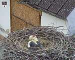 Capi_Dubne_20260513_173503.jpg