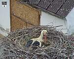 Capi_Dubne_20260513_175503.jpg