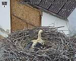 Capi_Dubne_20260513_180004.jpg