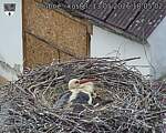 Capi_Dubne_20260513_180502.jpg