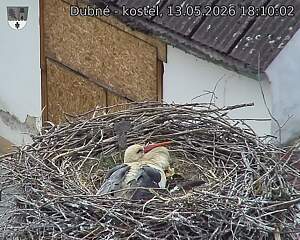 Capi_Dubne_20260513_181002.jpg (1350&nbsp;x&nbsp;1080)