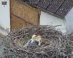 Capi_Dubne_20260513_181503.jpg