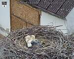 Capi_Dubne_20260513_182002.jpg