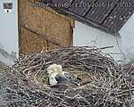 Capi_Dubne_20260513_183002.jpg