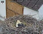 Capi_Dubne_20260513_183503.jpg