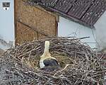 Capi_Dubne_20260513_185503.jpg