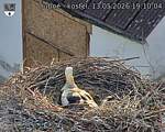 Capi_Dubne_20260513_191004.jpg