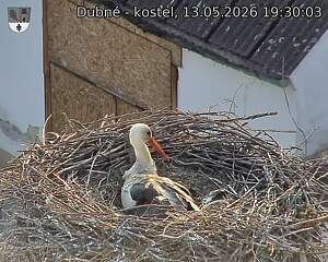 Capi_Dubne_20260513_193003.jpg (1350&nbsp;x&nbsp;1080)