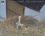 Capi_Dubne_20260513_194003.jpg