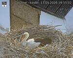 Capi_Dubne_20260513_195503.jpg