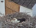 Capi_Dubne_20260513_201504.jpg
