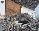 Capi_Dubne_20260513_202502.jpg