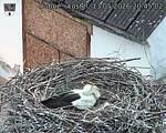 Capi_Dubne_20260513_204502.jpg