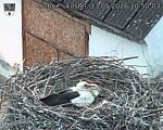 Capi_Dubne_20260513_205003.jpg