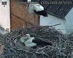 Capi_Dubne_20260513_205503.jpg