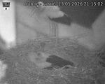 Capi_Dubne_20260513_211502.jpg