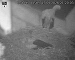 Capi_Dubne_20260513_212003.jpg